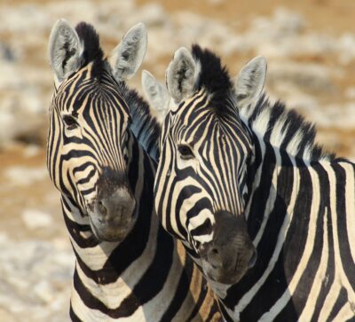 Zebra Zwillinge